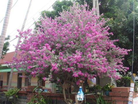 紫花芙蓉|紅花玉芙蓉 (護理, 特徵, 花, 圖片)